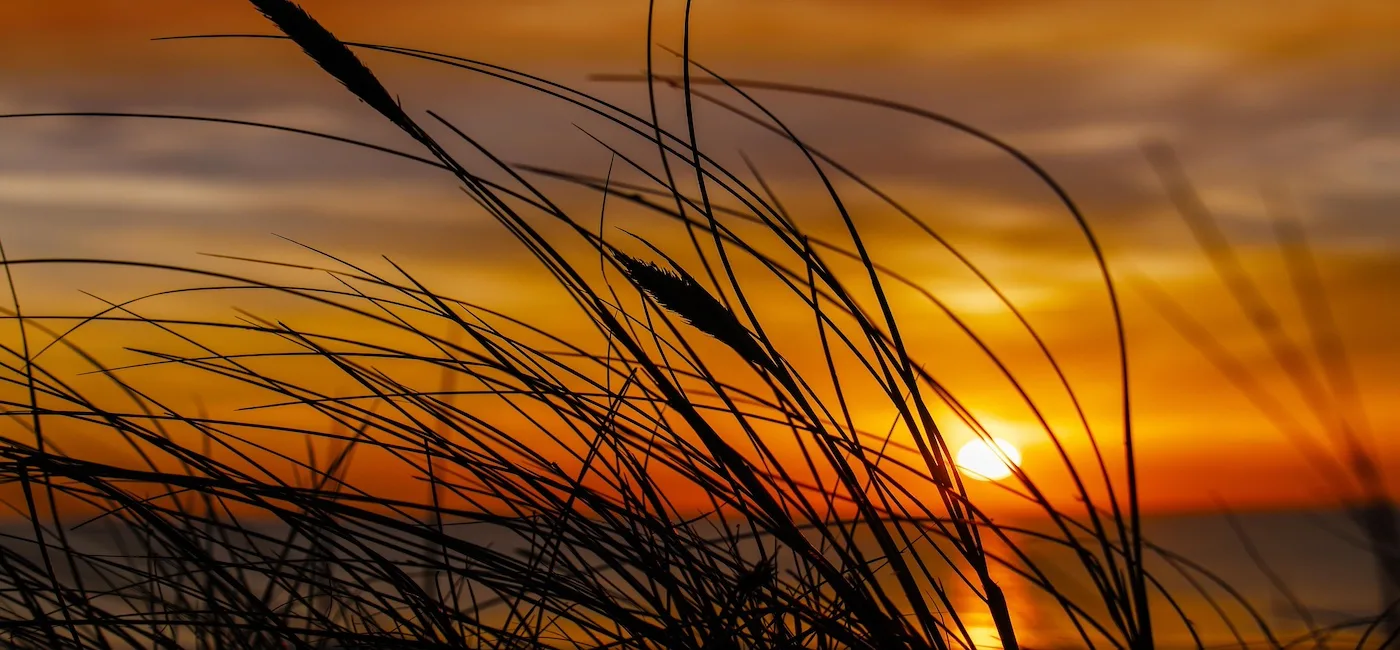 Siv på stranden i solnedgang