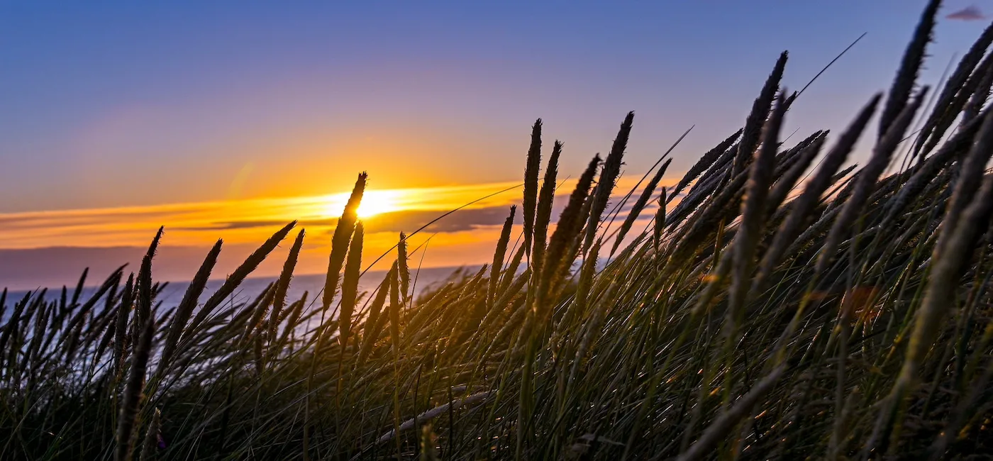 Sivstrå i solnedgang